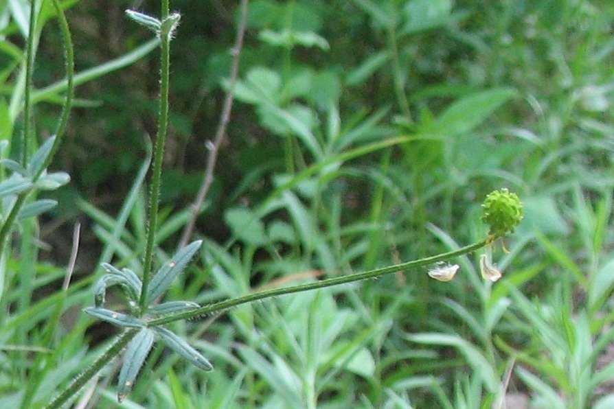Ranunculus bulbosus fru.jpg