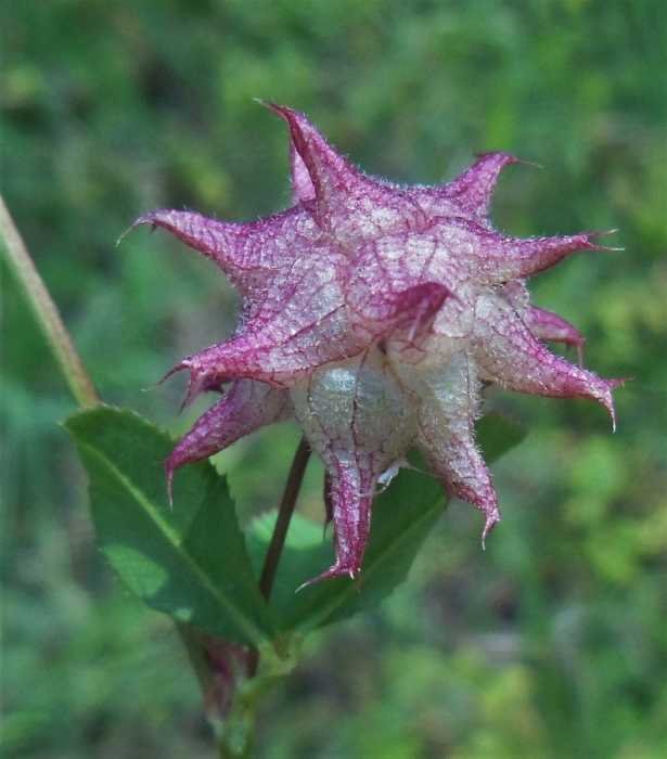 Trifolium resupinatum (1).jpg