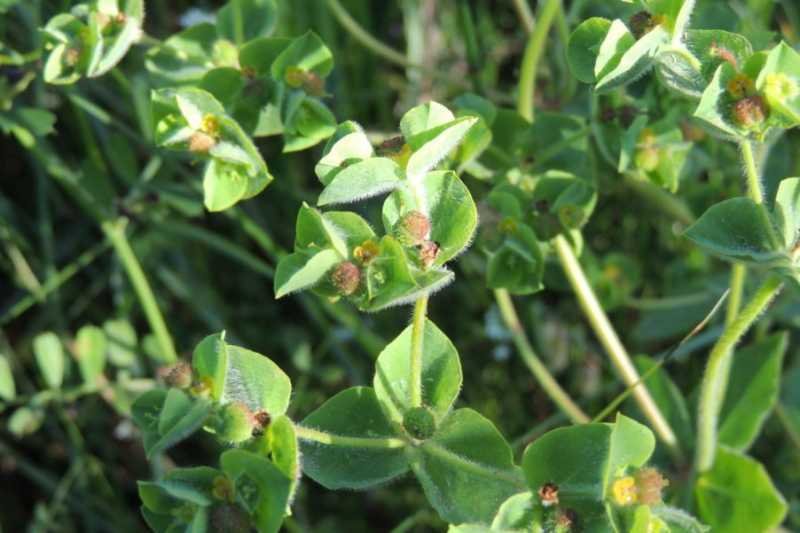 Euphorbia hirsuta (3).jpg