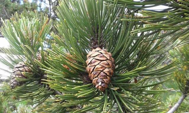 Pinus leucodermis Antoine (b).jpg