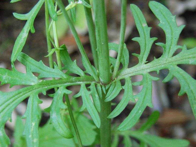 Asteraceae Aritzo 201806 (4).jpg