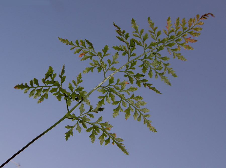 Asplenium_cuneifolium_subsp_cuneifolium2 .JPG