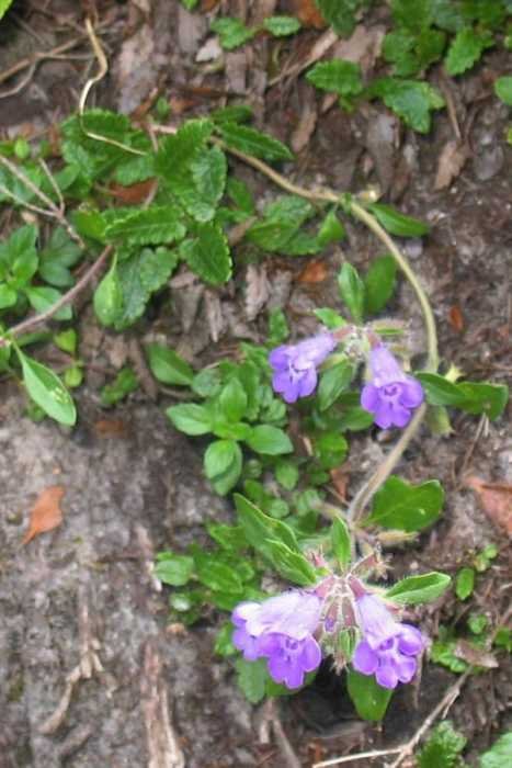Clinopodium alpinum 1.jpg