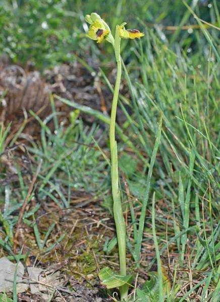 Ophrys  lutea (2).jpg