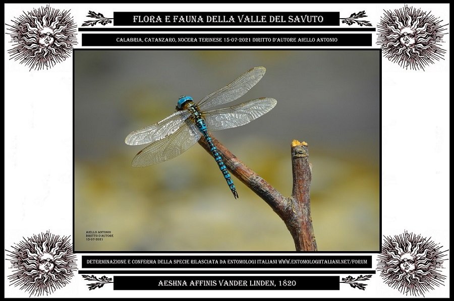 Esempio foto entomologica definita, foto di Aiello Antonio