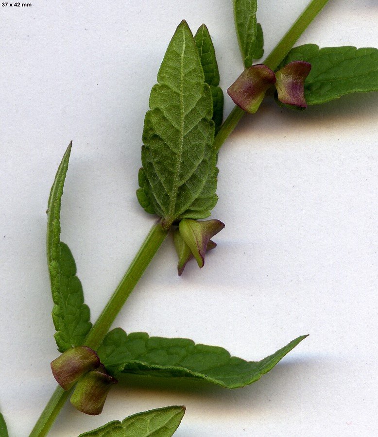 Scutellaria-galericulata-1.jpg