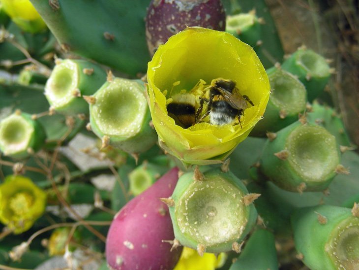 Opuntia humifusa (12).jpg