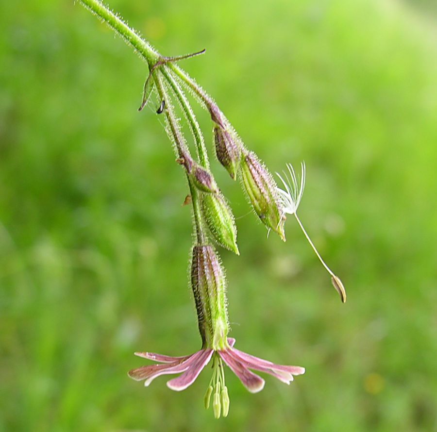 Silene nutans L. subsp. insubrica {F 1969}