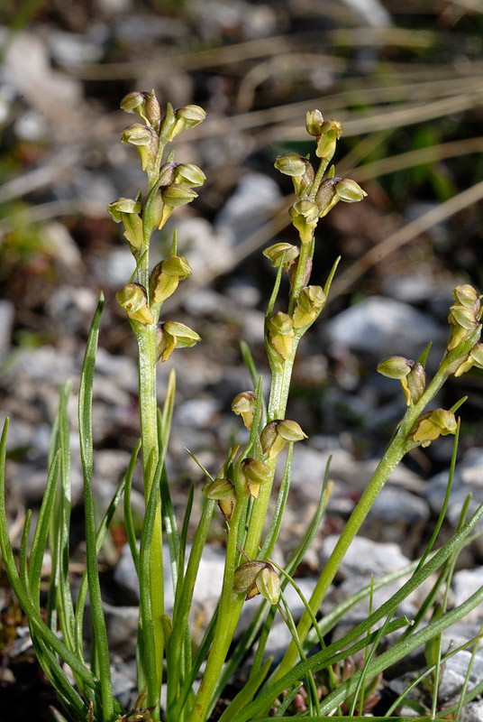 Chamorchis alpina (L.) Rich.