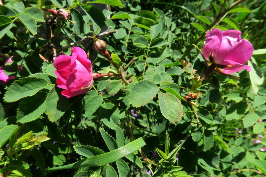 Rosa montana