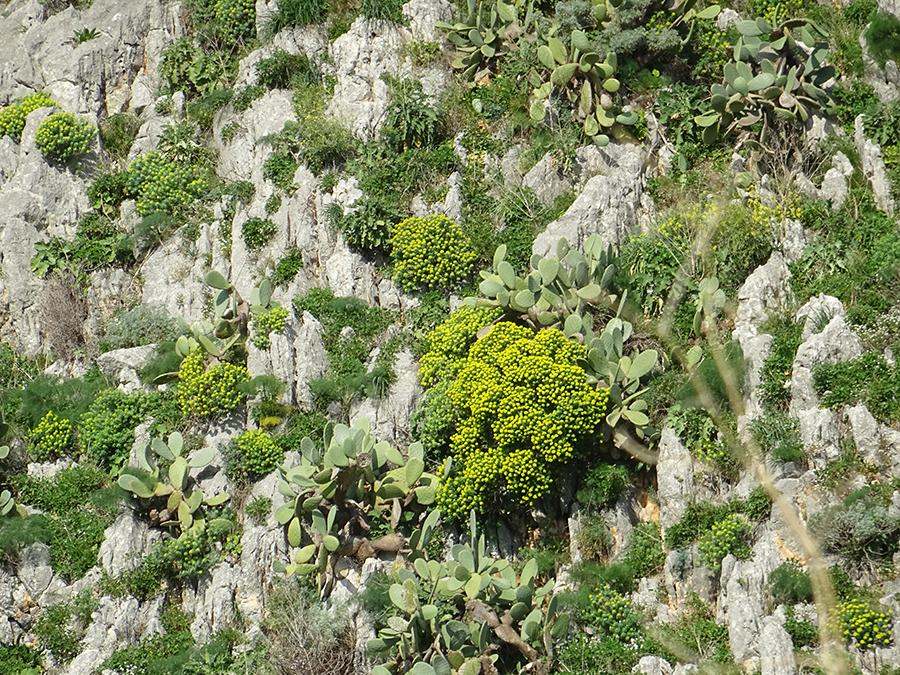 Vegetazione rupestre : Euphorbia bivonae Steud. subsp. bivonae e Opuntia ficus-indica (L.) Mill.