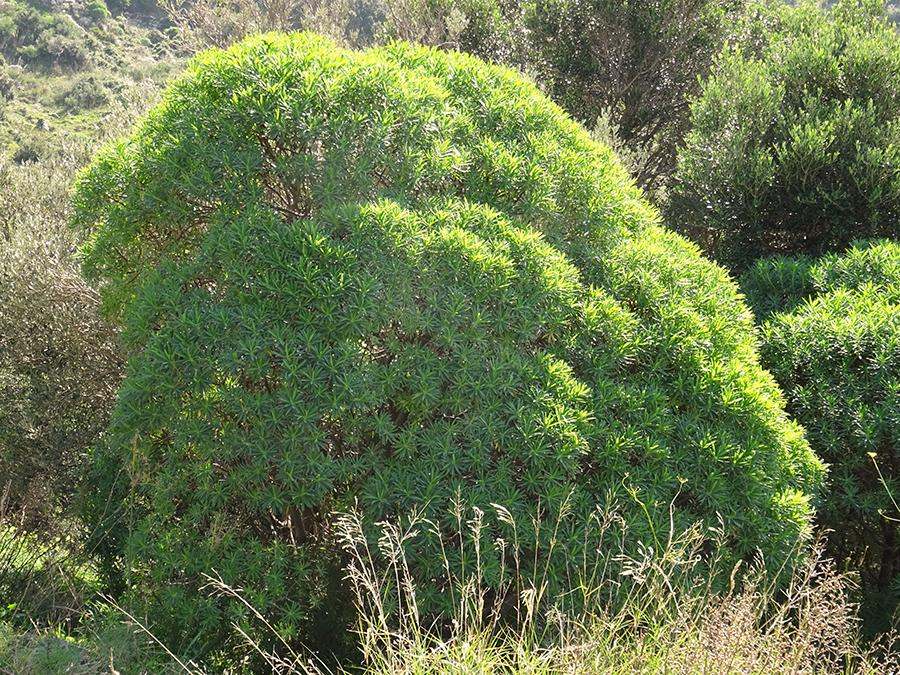 Euphorbia-dendroides-L..jpg