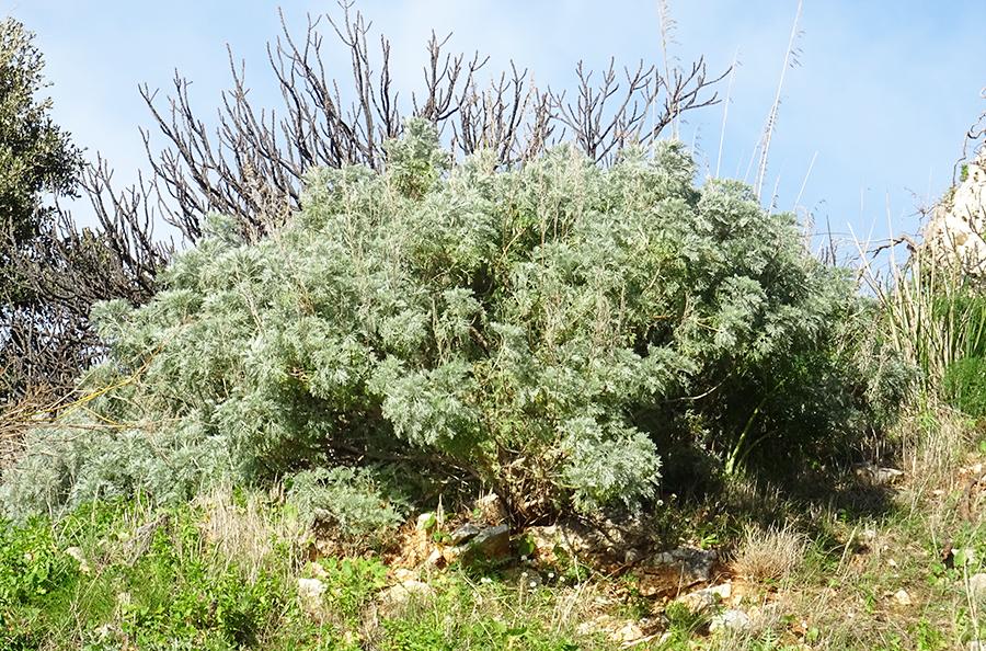 Artemisia-arborescens-(Vaill.)-L..jpg