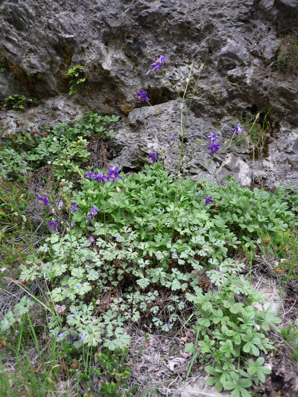 Aquilegia thalictrifolia Schott &amp; Kotschy