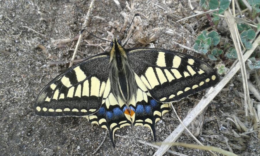 Papilio machaon (Linnaeus, 1758) (a).jpg