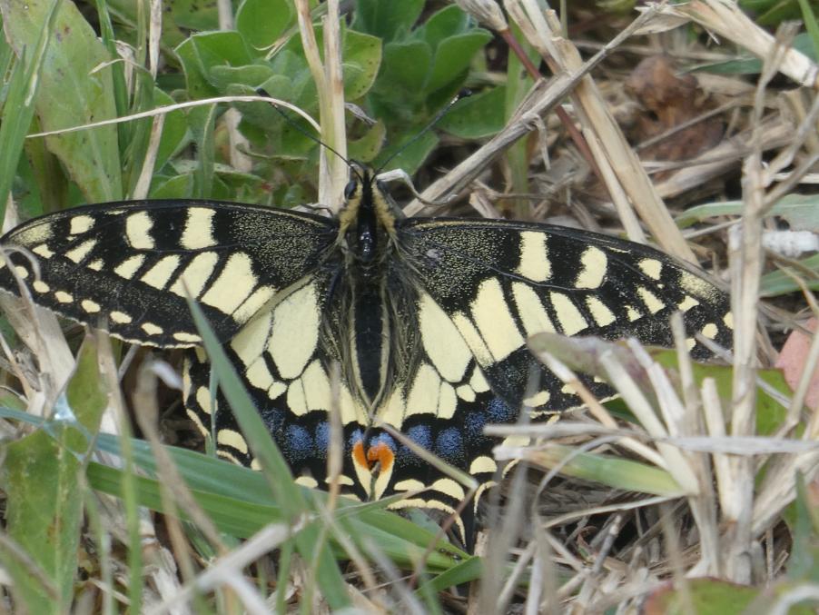 Papilio machaon (Linnaeus, 1758) (b).JPG