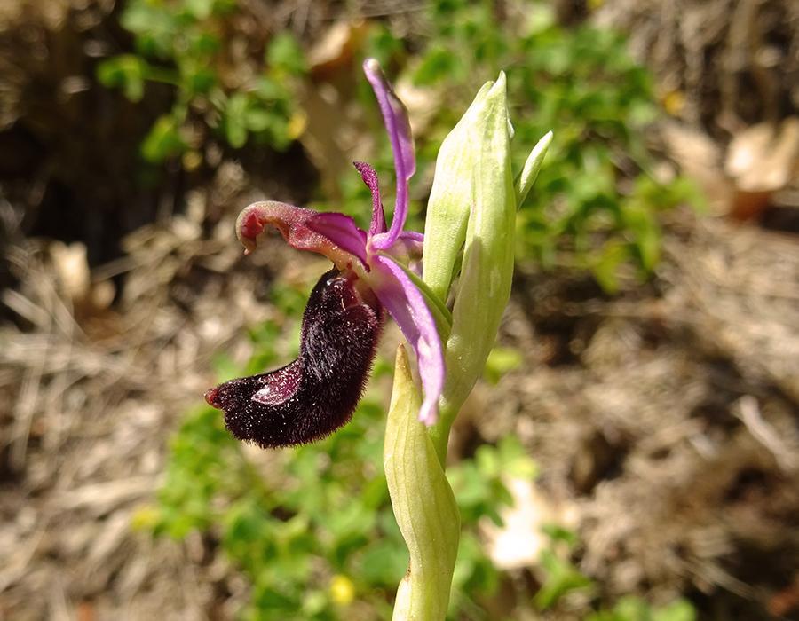 Ophrys-bertolonii-Moretti.jpg