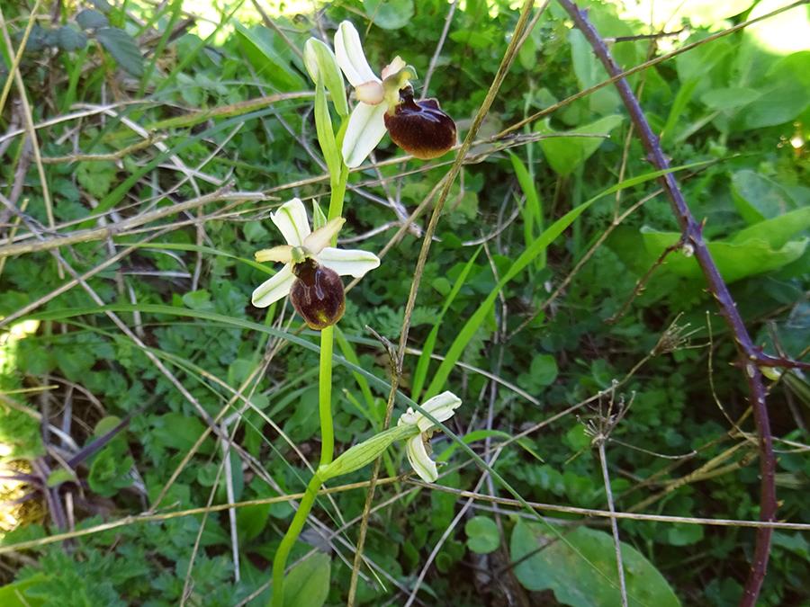 Ophrys-panormitana-(Tod.)-Soó.jpg