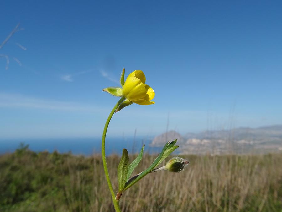 Ranunculus-bulbosus-L..jpg