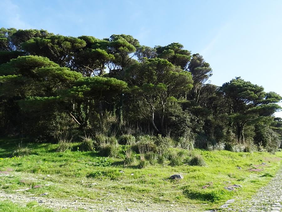 Paesaggio forestale rappresentato da vecchi impianti artificiali dominati da Pinus halepensis Miller e Pinus pinaster Aiton.