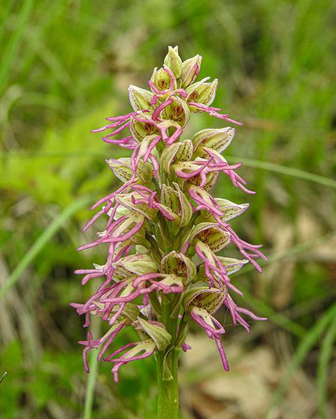 (W)-2-Ophrys x bergonii - Biforca - San Leo (RN) - 30.4.23  -  Gianni  Porcellini - DSCN1871.jpg
