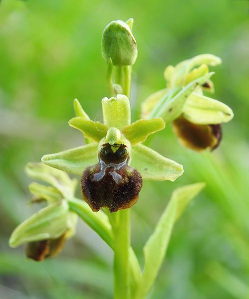 Ophrys - 25,5,23 - GP - DSCN3269-72-600-187.jpg