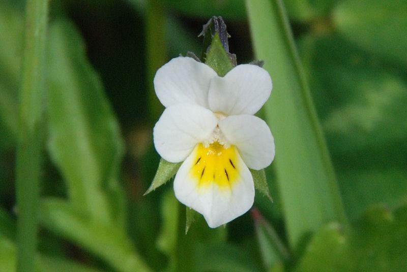 Viola arvensis 08410 186.jpg