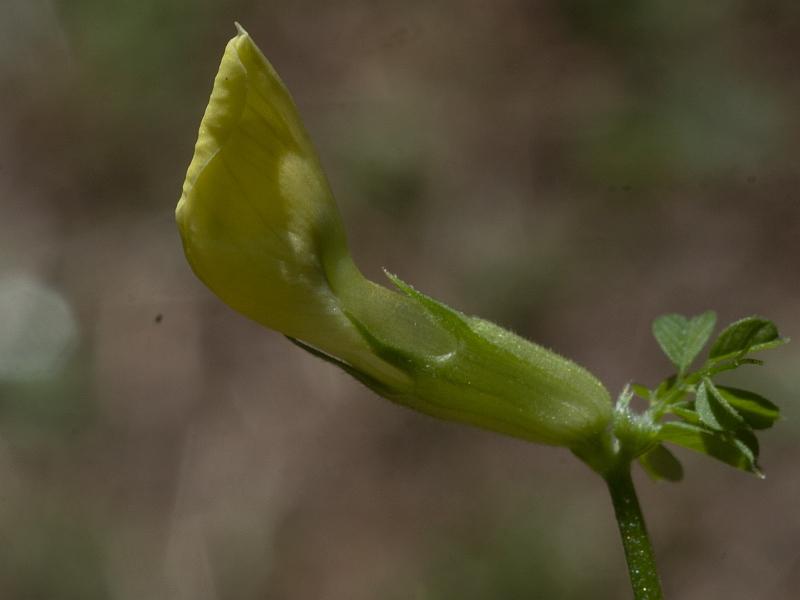 Vicia grandiflora075 2023-06-carso.jpg