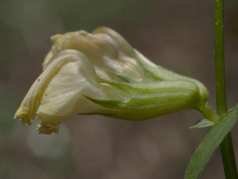 Vicia grandiflora076 2023-06-carso.jpg