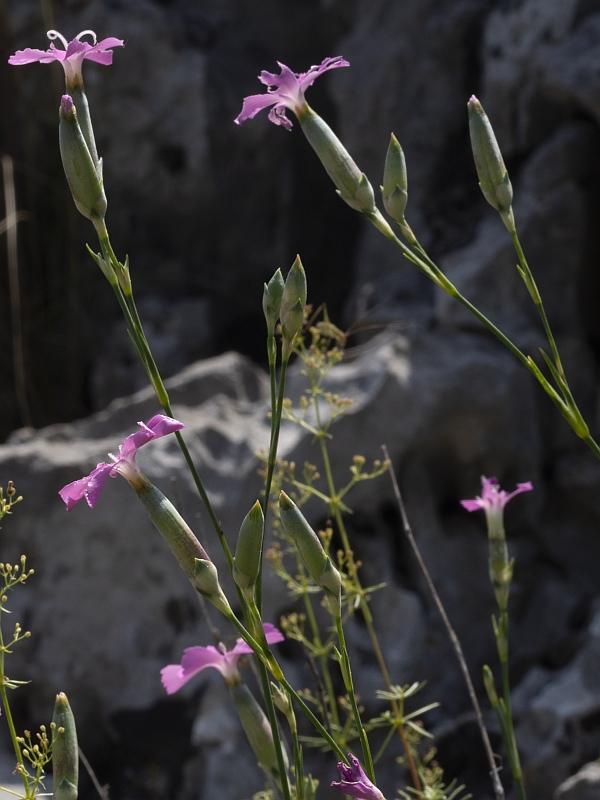 Dianthus sylvestris tergestinus141 2023-06-carso.jpg