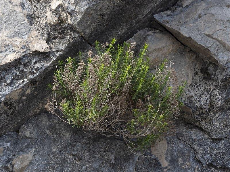 Satureja montana variegata154 2023-06-carso.jpg