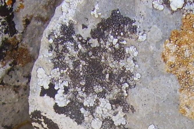 licheni 124-1.jpg