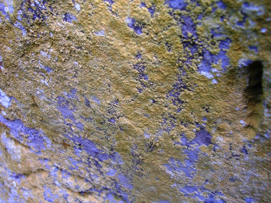 Lichene 23-06-23-036.JPG