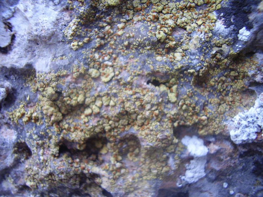 Lichene 23-06-23-030.JPG