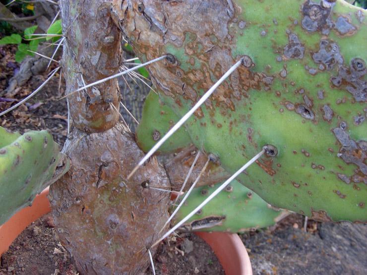 Opuntia quimilo (2).JPG