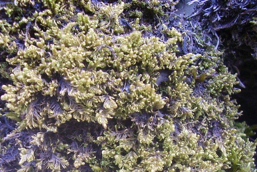 Briofita  Lago di Tenno 18-07-23-109.JPG