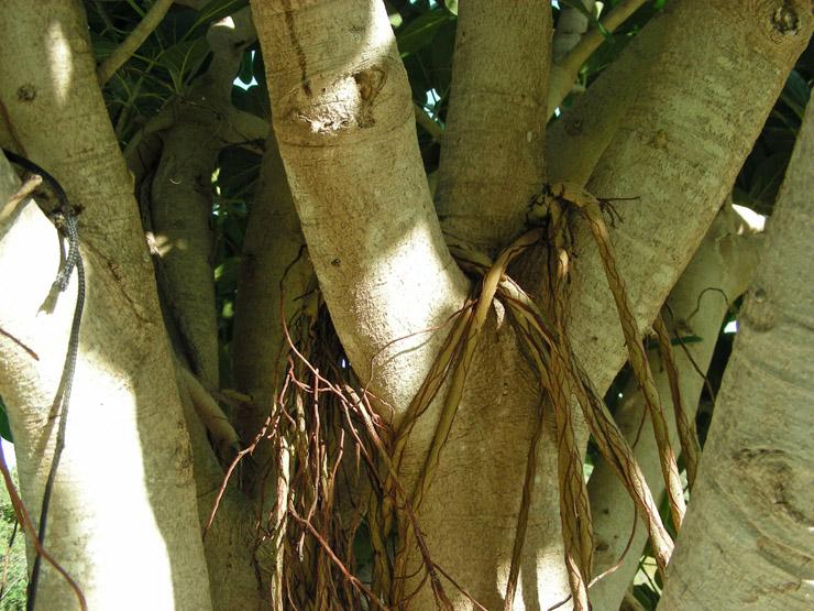 Ficus benghalensis (3).JPG