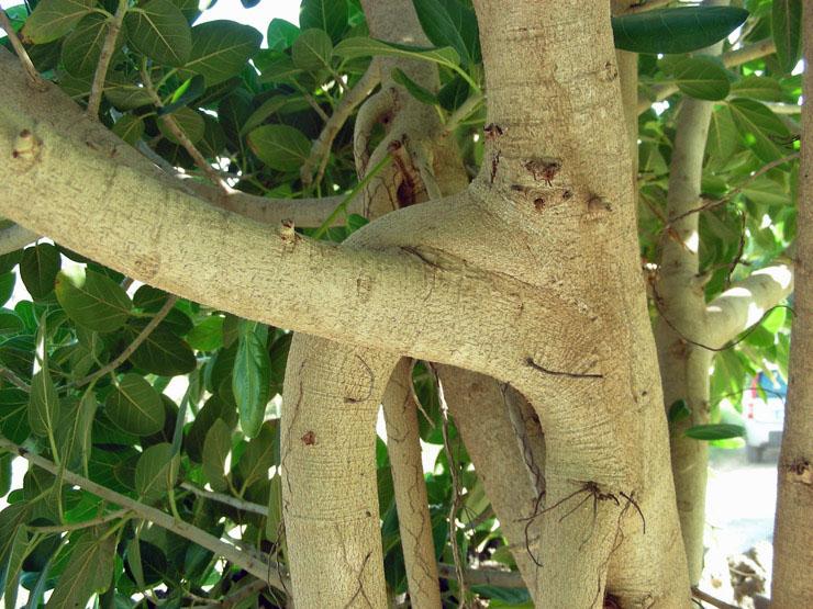 Ficus benghalensis (4).JPG