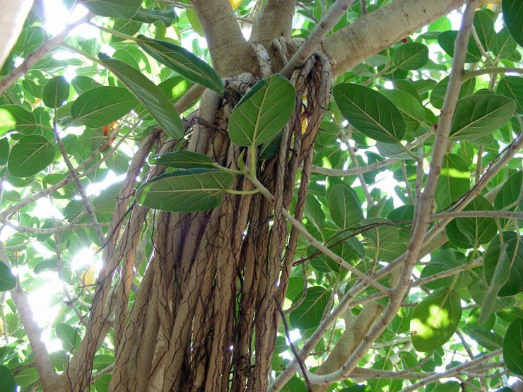 Ficus benghalensis (8).JPG