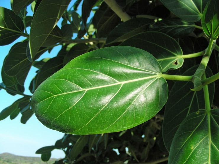 Ficus benghalensis (12).JPG
