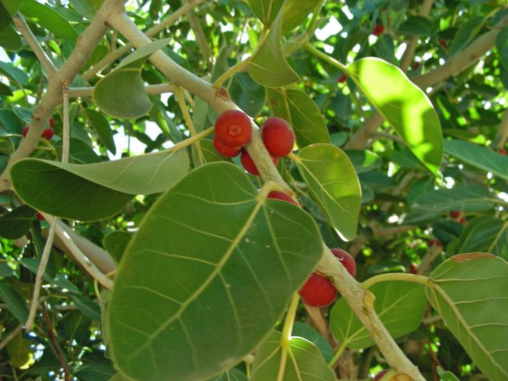 Ficus benghalensis (14).jpg