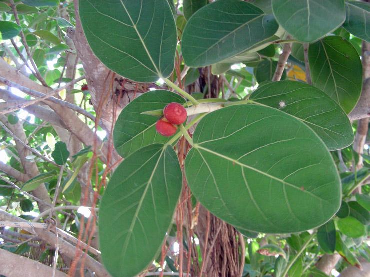 Ficus benghalensis (15).jpg