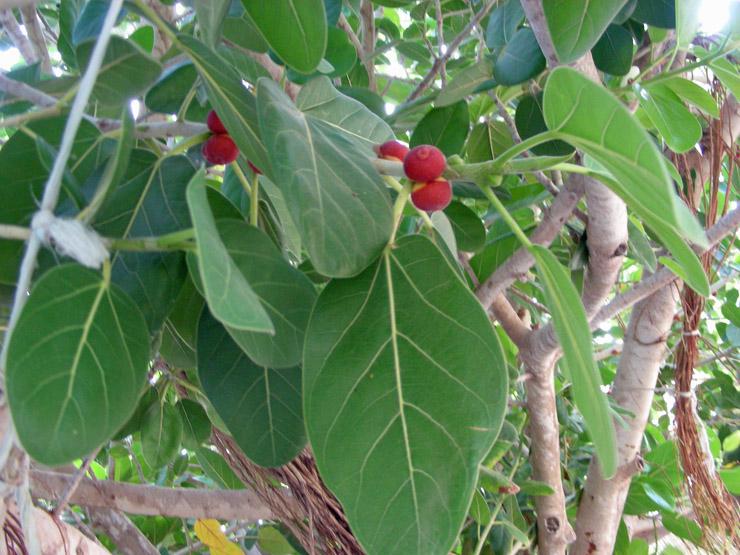Ficus benghalensis (16).JPG