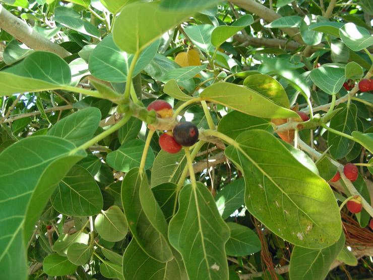 Ficus benghalensis (17).JPG