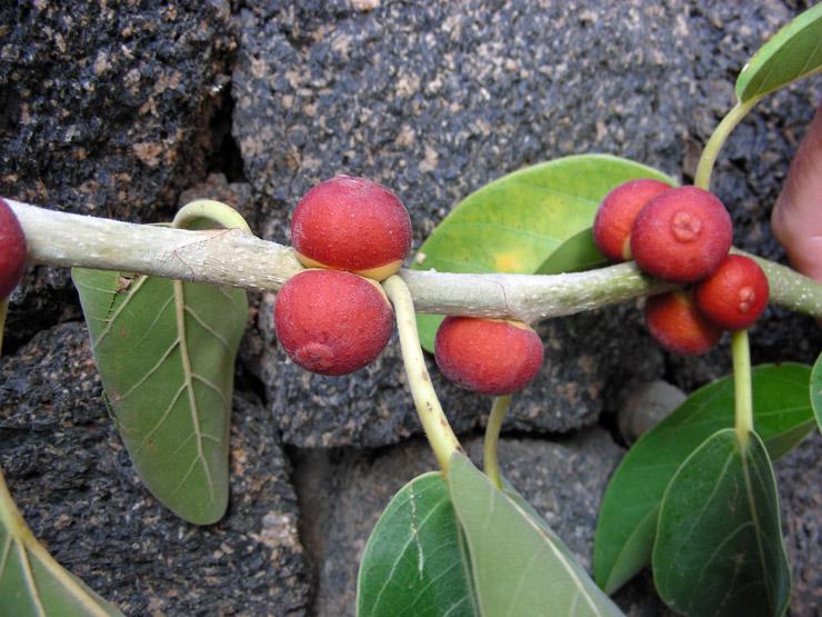 Ficus benghalensis (19).JPG
