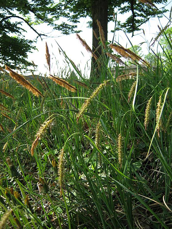 1-Carex_flacca_110412_4-FG.jpg