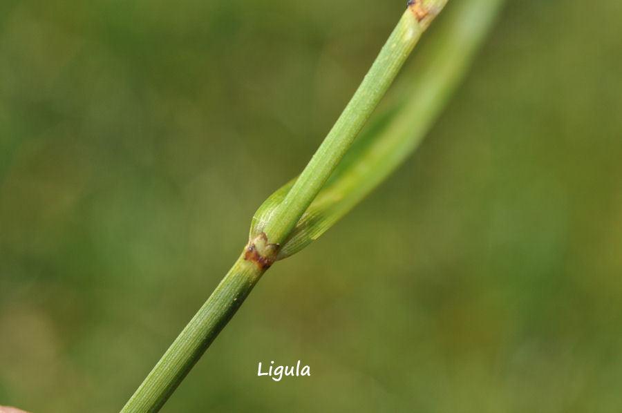 4-Carex_Ligula 2010625_08-Enzo De Santis.jpg