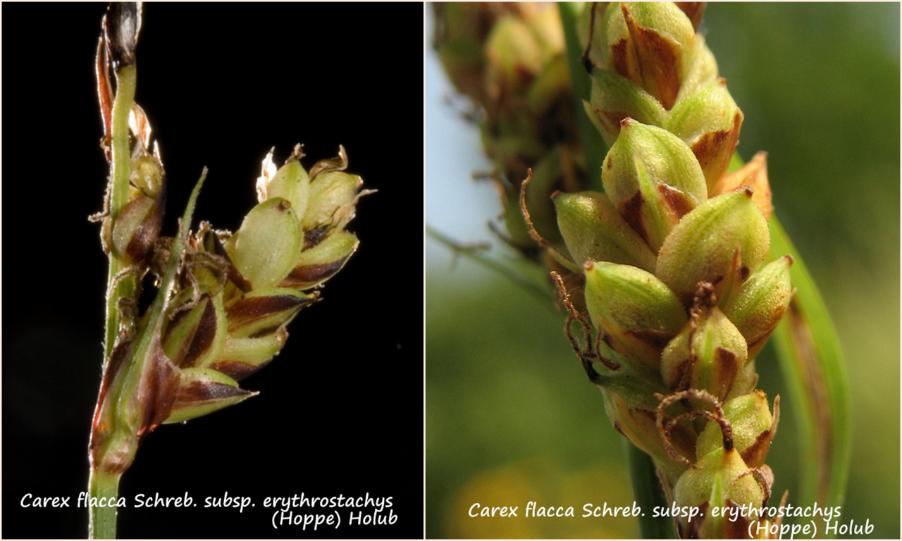 6-Carex flacca subsp.erythrostachys-FB e.....jpg