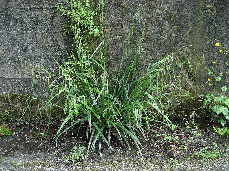1-Carex_pendula_100514_1FG.jpg