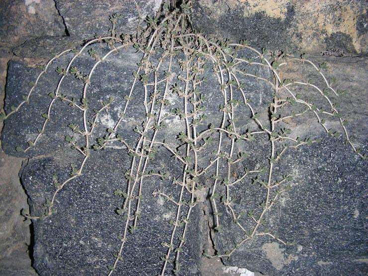 Drosanthemum floribundum (4).JPG